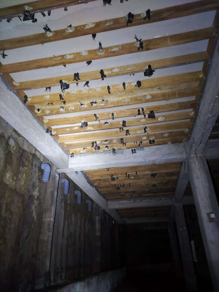 Swiftlet House 5