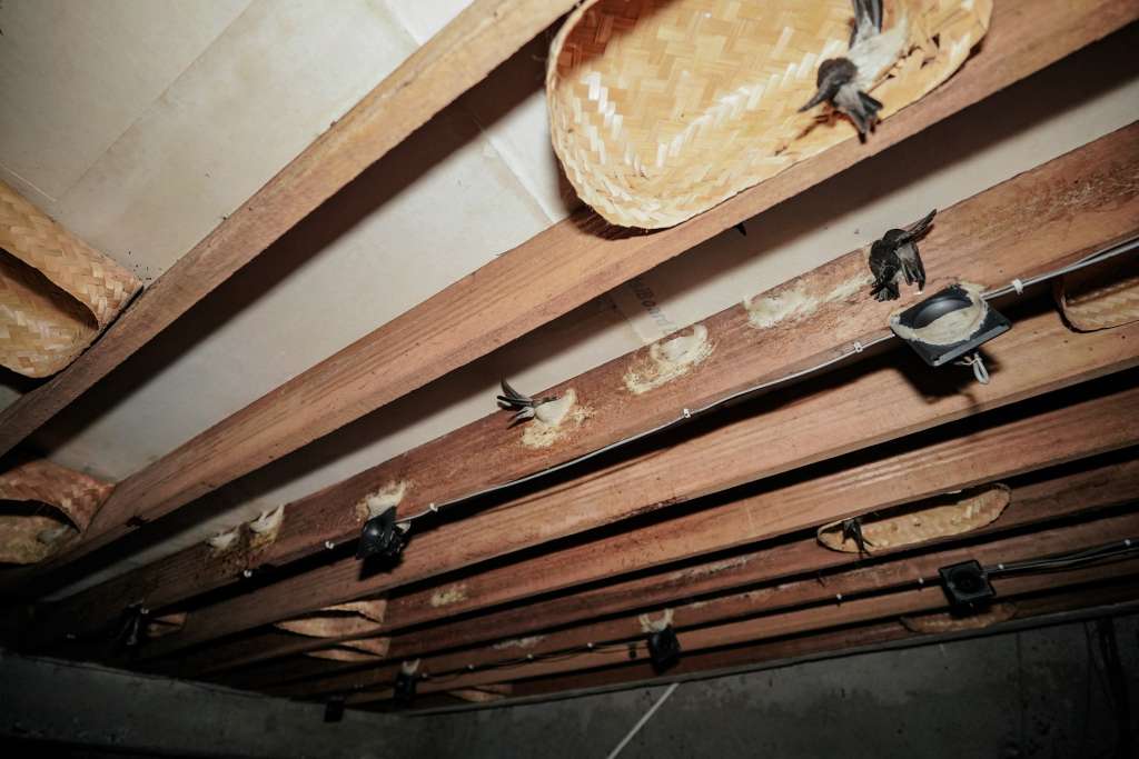 Swiflet House Inside New 5