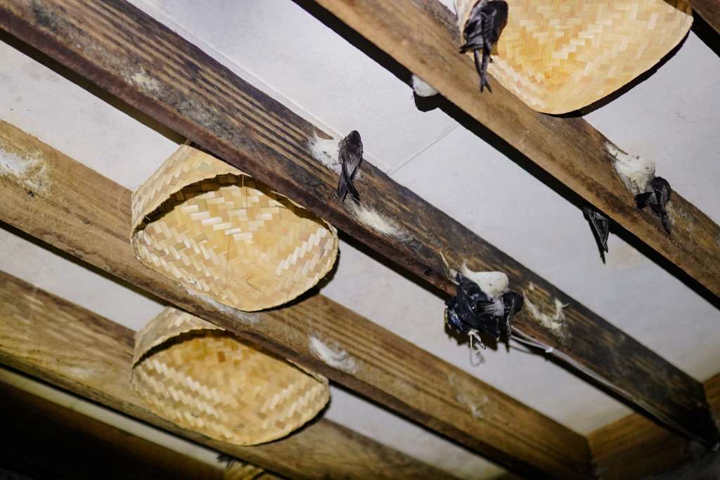 Swiflet House Inside New 2