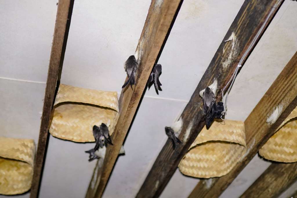 Swiflet House Inside New 1